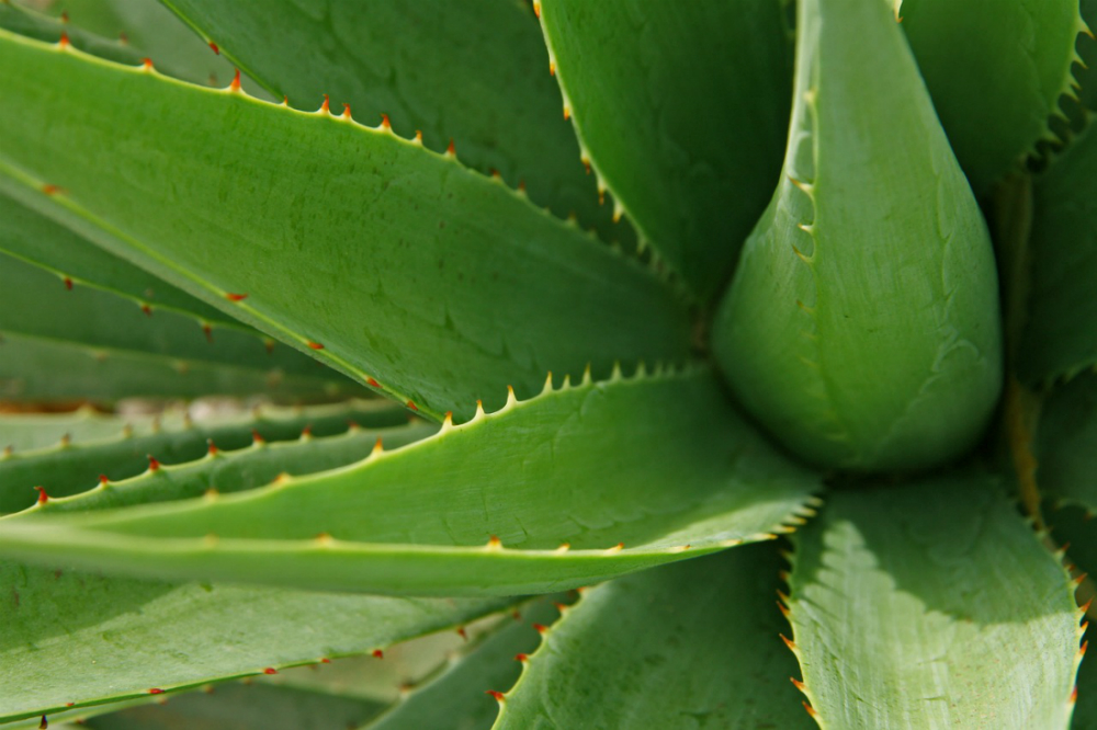 Aloe vera, ¿qué beneficios tiene?