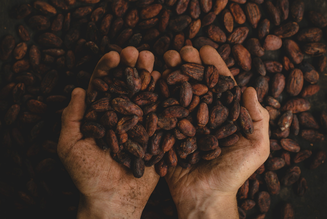 El cacao; beneficios y propiedades