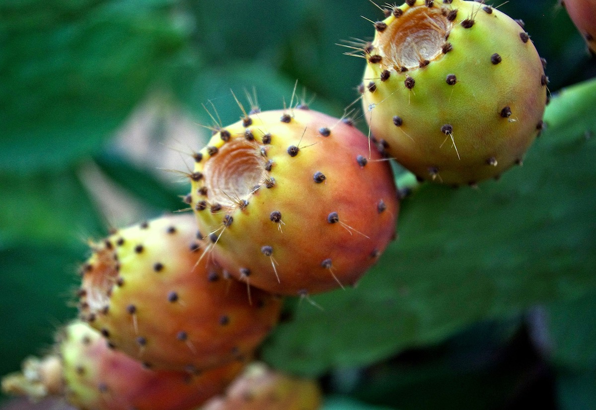 Opuntia, bloqueador de grasas natural