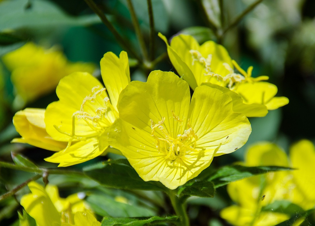 Aceite de Onagra, qué es y por qué tomarlo