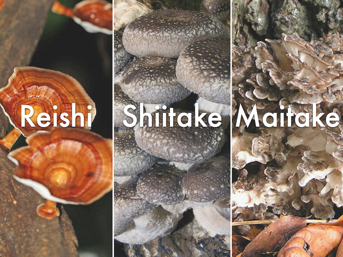 Reishi, shiitake y maitake, 3 hongos con múltiples beneficios