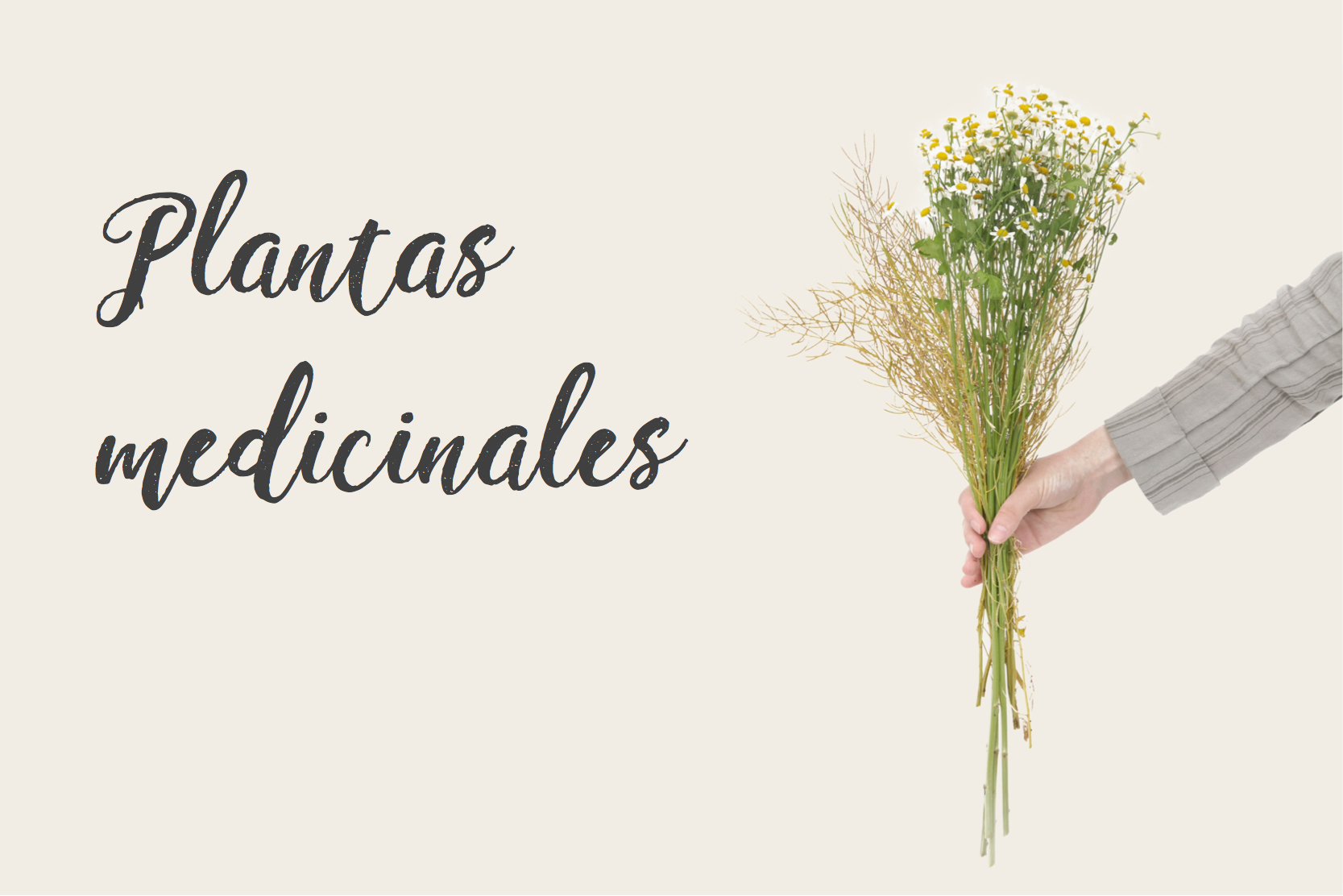 10 Plantas medicinales que debes conocer