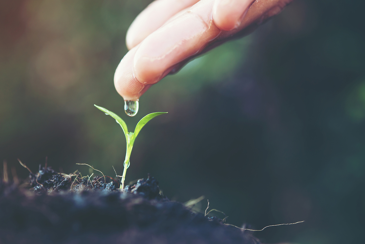 Plantas medicinales para la ansiedad y estrés