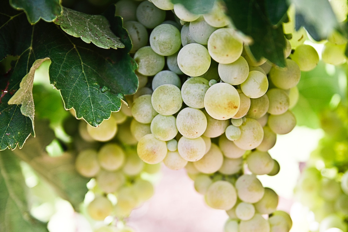 Beneficios de las uvas, cómo ayudan al organismo